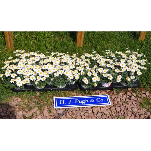 733 - Argyranthemum - 24