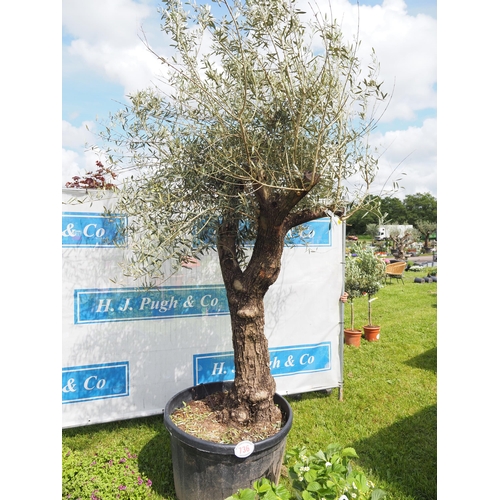 736 - Ancient Olive tree 10ft - 1