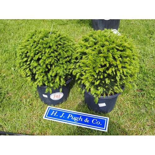 742 - Taxus balls 2ft - 2