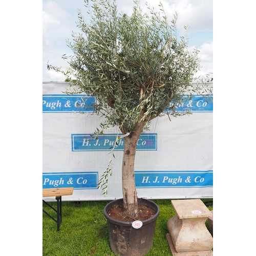 745 - Standard Olive tree 10ft - 1