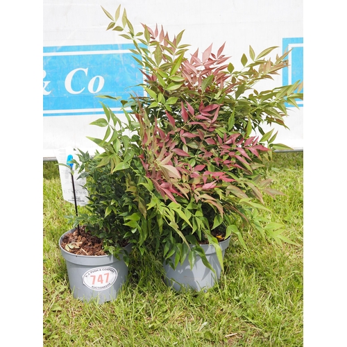 747 - Nandina Obsessed - 2