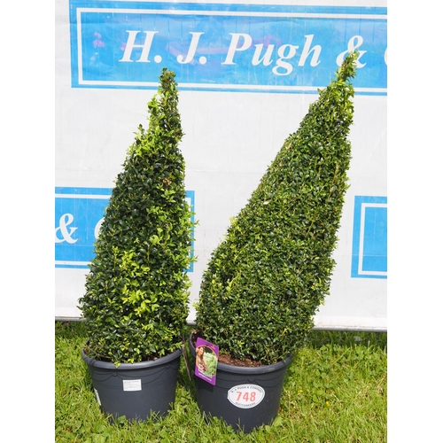 748 - Pyramid Buxus 3ft - 2