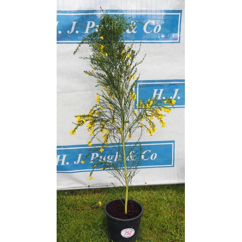 752 - Broom tree 6ft - 1