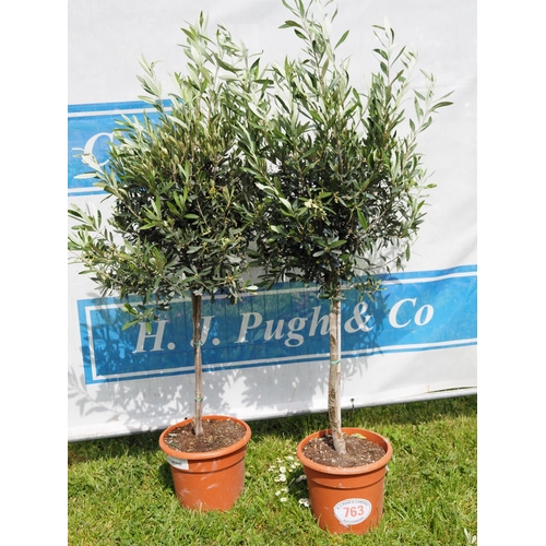 763 - Standard Olive trees 4ft - 2