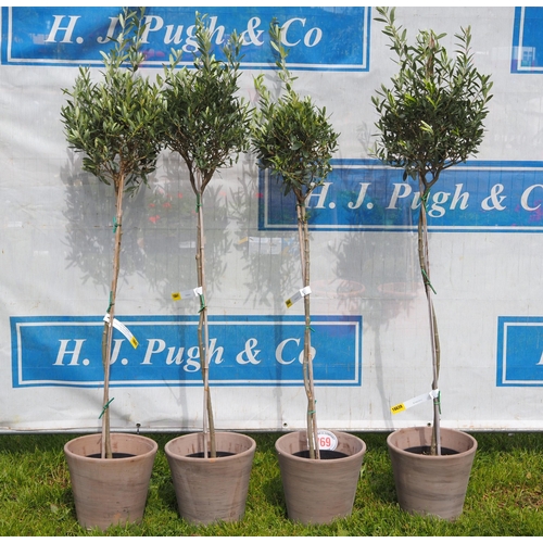 769 - Standard Olive trees 5ft in clay pots - 4