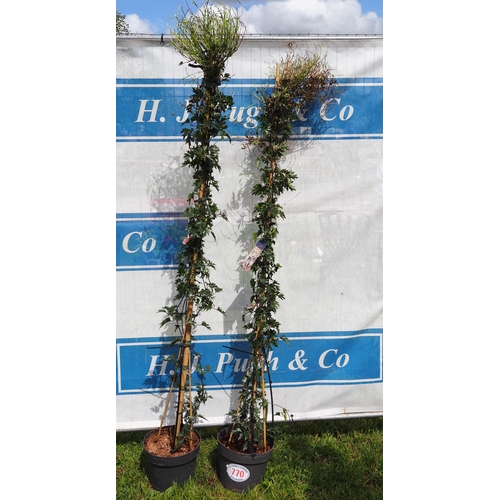 770 - Evergreen Clematis 6ft - 2