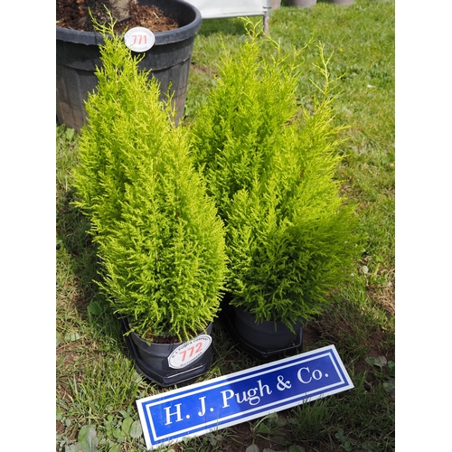 772 - Cupressus Gold Crest - 6