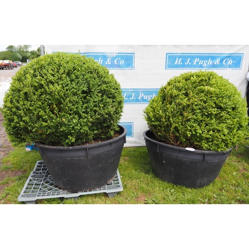 788 - Large Buxus balls 5ft - 2