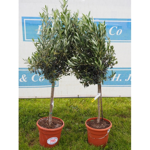 795 - Standard Olive trees 3ft - 2