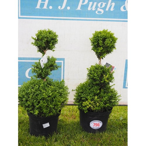 796 - Pom Pom Buxus 3ft - 2