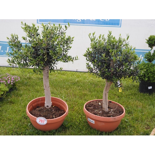 797 - Standard Olive trees 3ft - 2