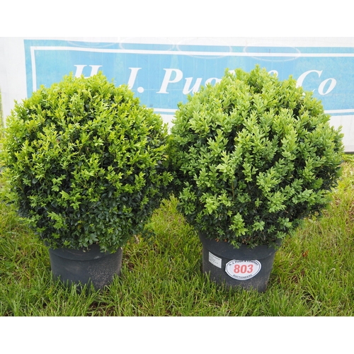 803 - Buxus balls 2ft - 2