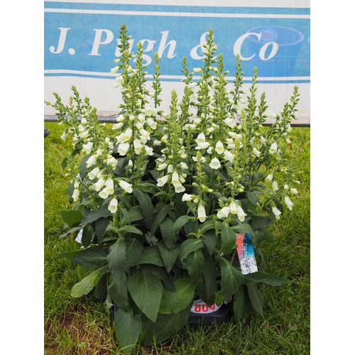 804 - Foxgloves(Digitalis) - 6