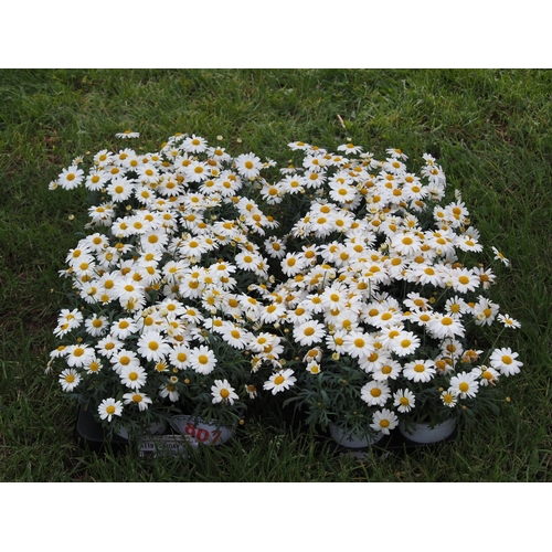 807 - Argyranthemum - 24