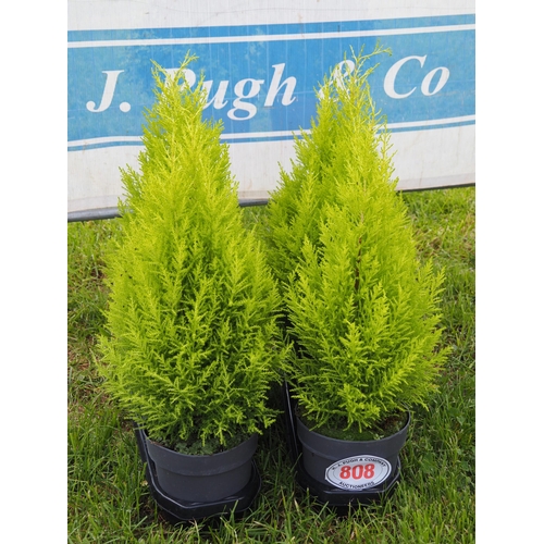 808 - Cupressus - 6