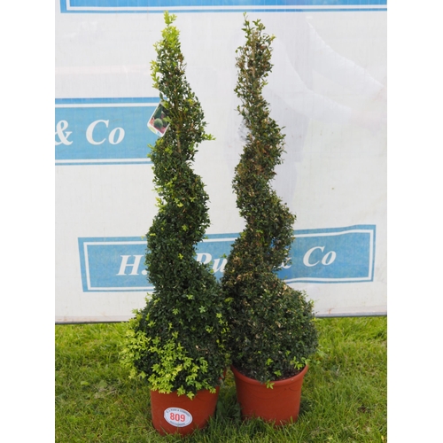 809 - Twisted Buxus 5ft - 2