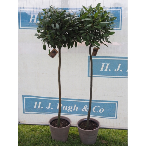 810 - Standard 6ft Bay trees in clay pots - 2