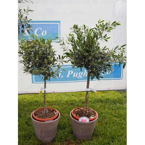 814 - Standard 3ft Olive trees in clay pots - 2
