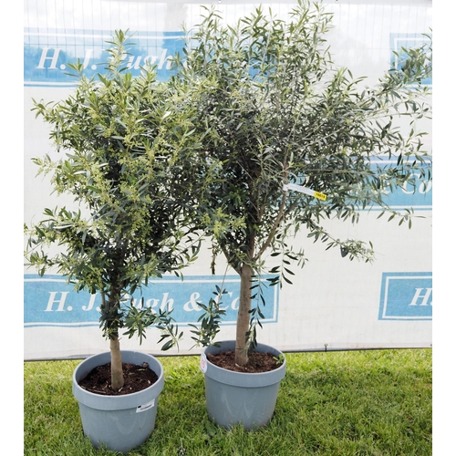 815 - Standard Olive trees 6ft - 2