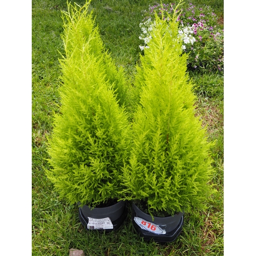 816 - Cupressus Gold Crest - 6