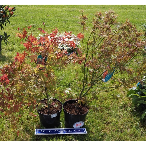 834 - Acer 3ft - 2