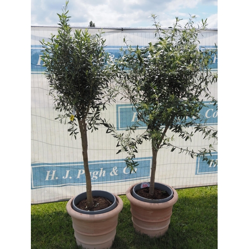 845 - Standard Olive trees in terracotta pots 6ft - 2