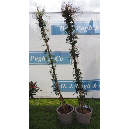 856 - Evergreen Clematis 6ft in clay pots - 2