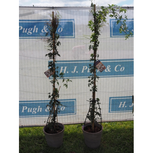 858 - Evergreen Clematis 6ft in clay pots - 2
