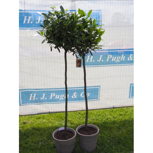 861 - Standard Bay trees 6ft in clay pots - 2