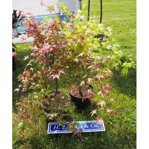 862 - Acer mix 3ft - 2