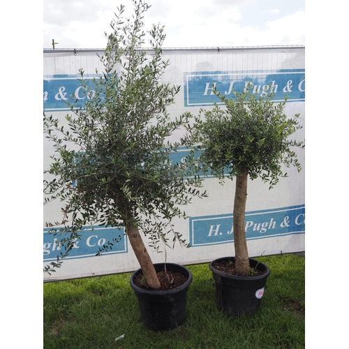 866 - Standard Olive trees 5ft - 2