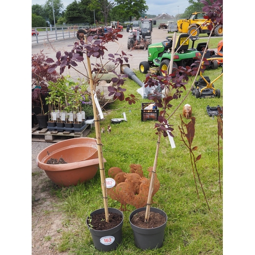 163 - Cotinus Royal purple tree