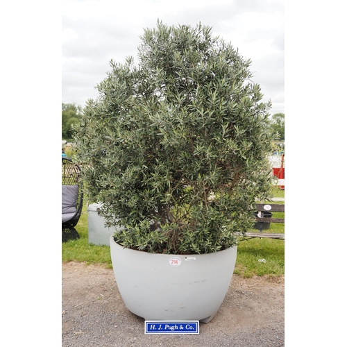 214 - Large ancient Olive bush quality Italian pot. 12ft