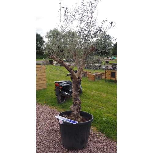 453 - Olive tree 10ft