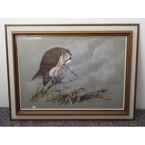 372 - Framed painting of an Osprey signed Terence Lambert 18