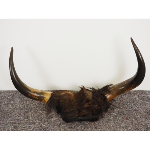 374 - Set of cow horns