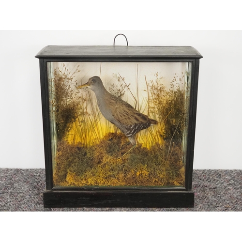 268 - Taxidermy water rail in display case