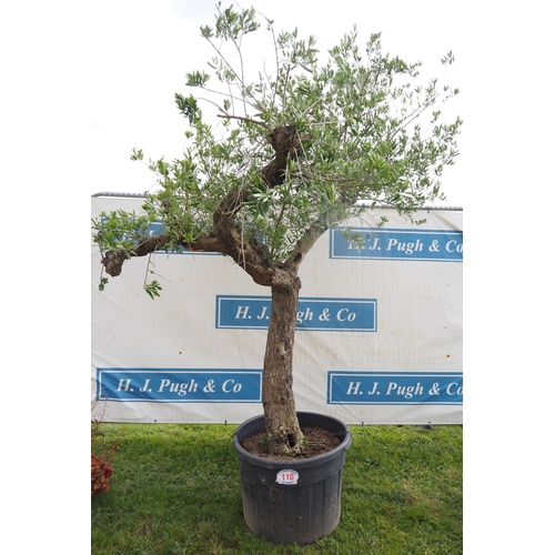 110 - Ancient Olive tree 10ft - 1