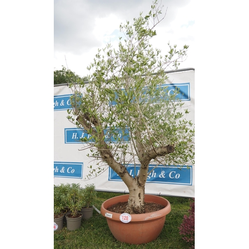 128 - Specimen Olive tree 6ft - 1