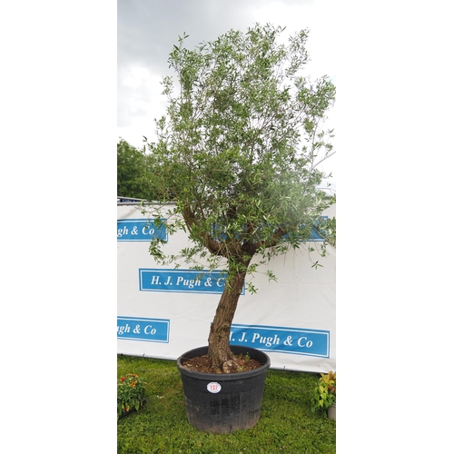 137 - Ancient Olive tree 12ft - 1