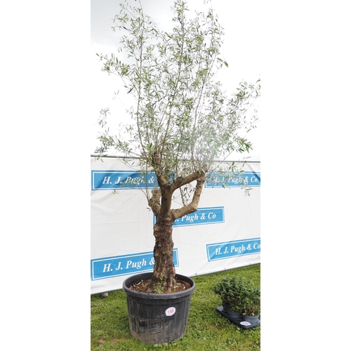 149 - Specimen Olive tree 8ft - 1