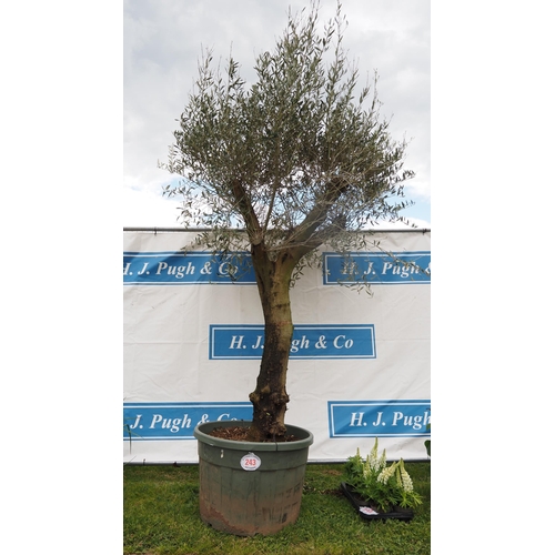 243 - Specimen Olive tree 12ft - 1