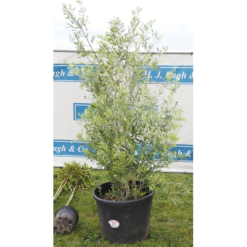 27 - Olive bush 6ft - 1