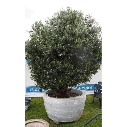 Ancient Olive bush 12ft