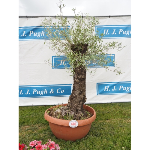 440 - Specimen Olive tree 5ft - 1