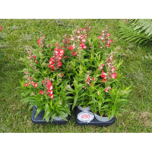 450 - Penstemon - 12