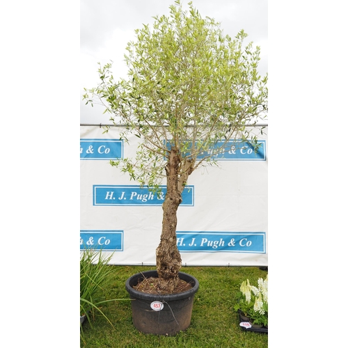 457 - Standard Olive tree 11ft - 1