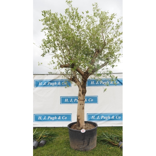 463 - Specimen Olive tree 12ft - 1