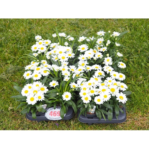 469 - White daisy - 16