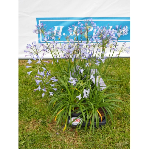 470 - Agapanthus - 6